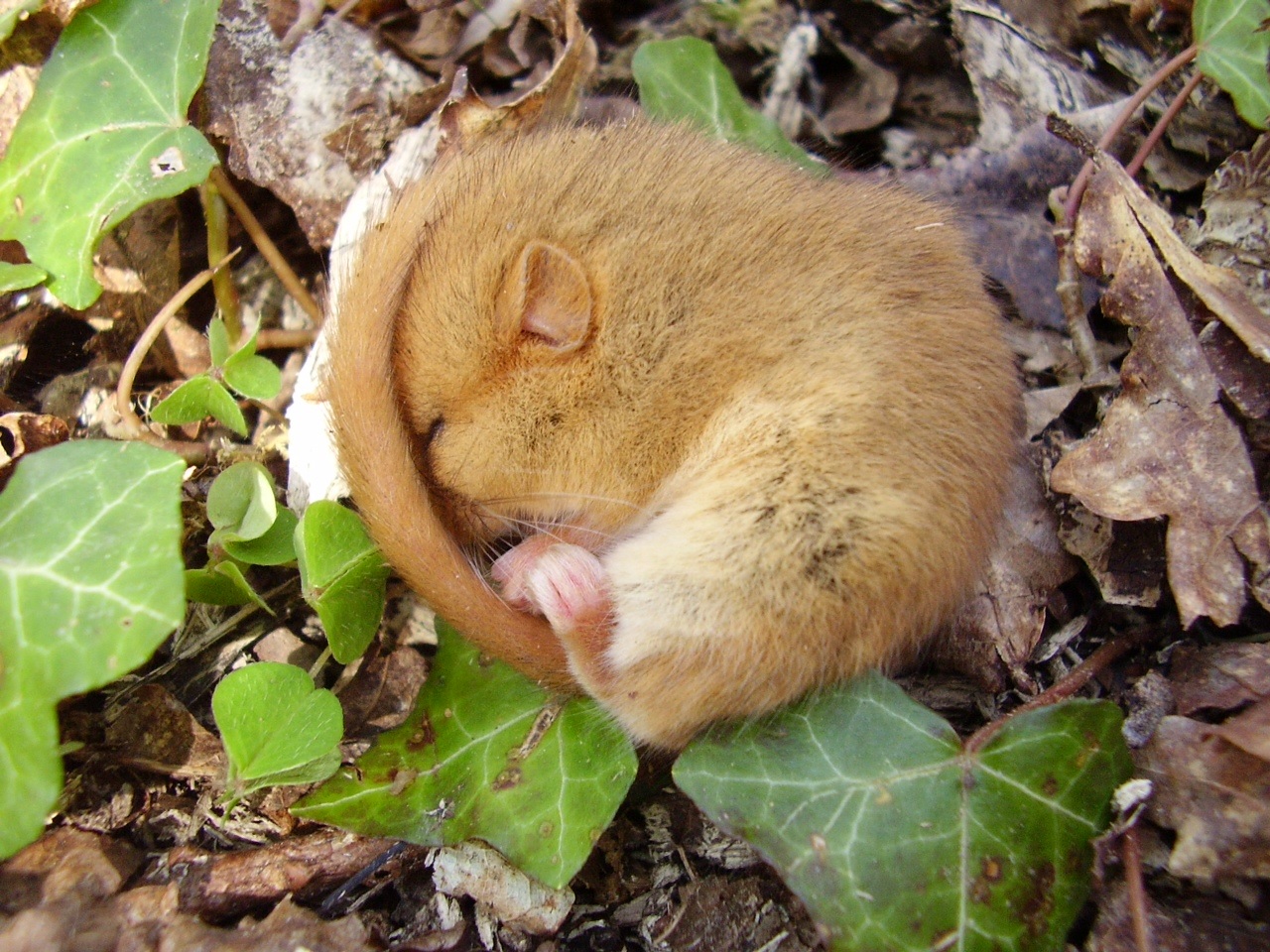 Dormouse in Ash Piece Binsted April 2015 - its habitat network of woods and old hedges is threatened by Arundel bypass Option B